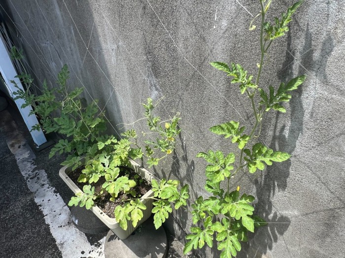 S__9642012_0
